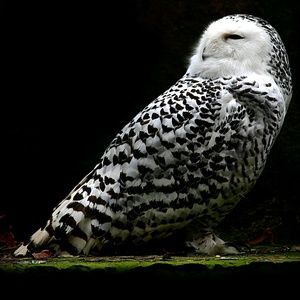 Meet your Posher, Ben